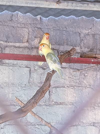 lovebird pair and female