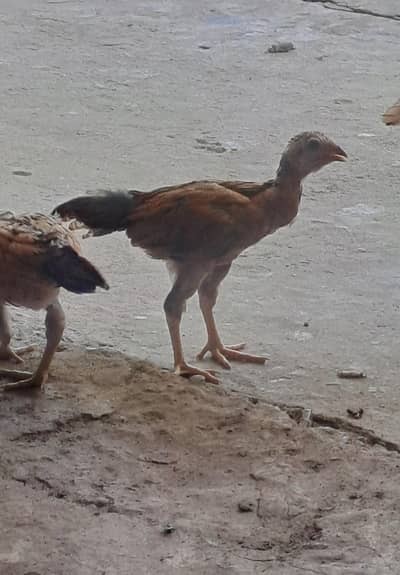 Aseel chicken
