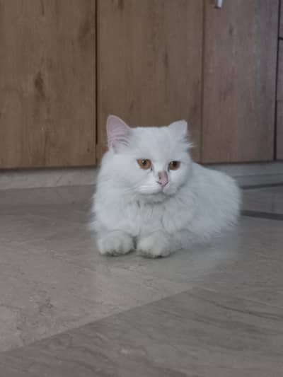 persian cat