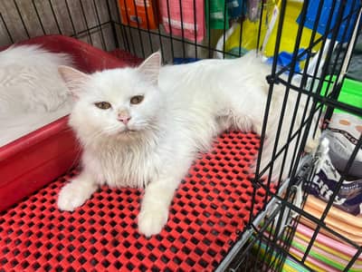 persian cat