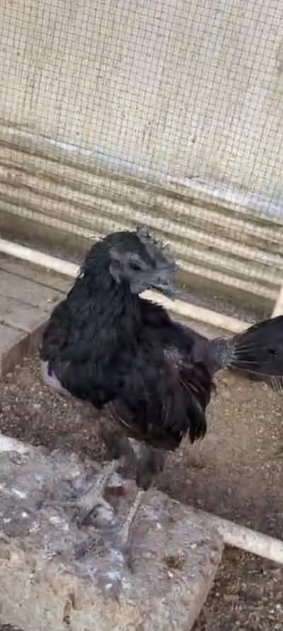 ayam cemani
