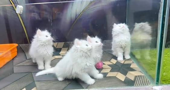 Persian cat triple kot,for sale,my WhatsApp 03481292582