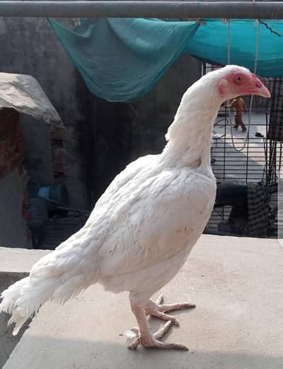 Heera female