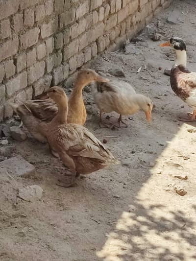 male & female ducks