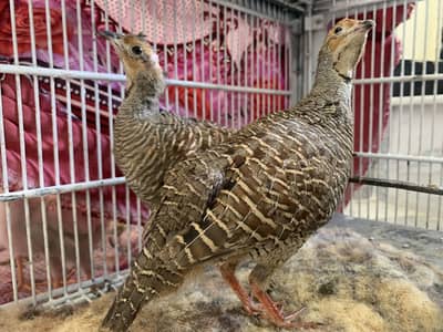 Grey francolin