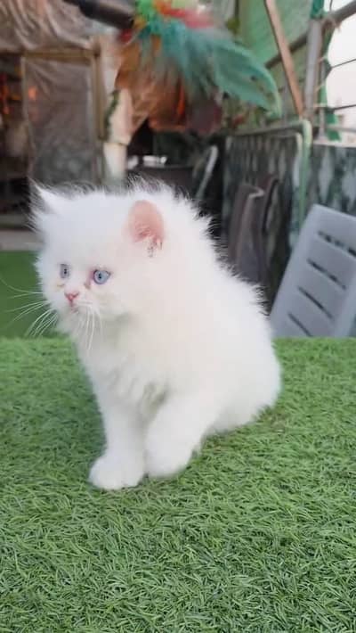 Persian cat for sale my WhatsApp number  03703659905