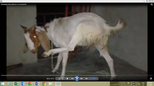 Less than 1 year Pat Bakri for sale