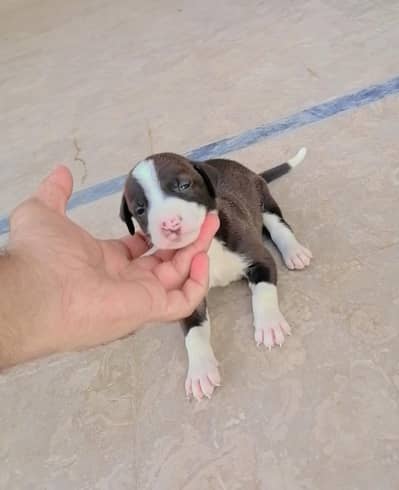 top quality bully male puppy