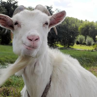 bhai qurbani ke lie Bakra chiye