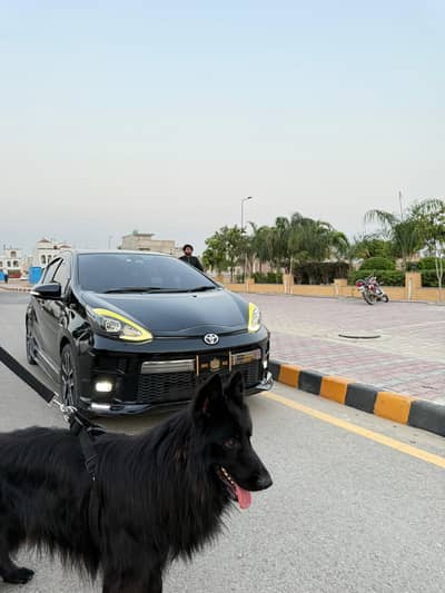 Black German shepherd dog