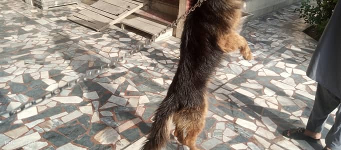 beautiful dog