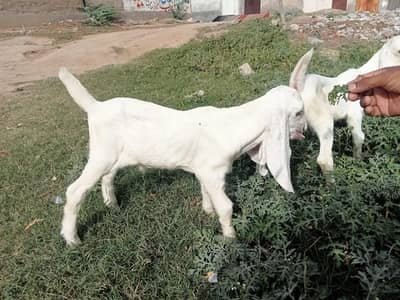 بیتل نسل