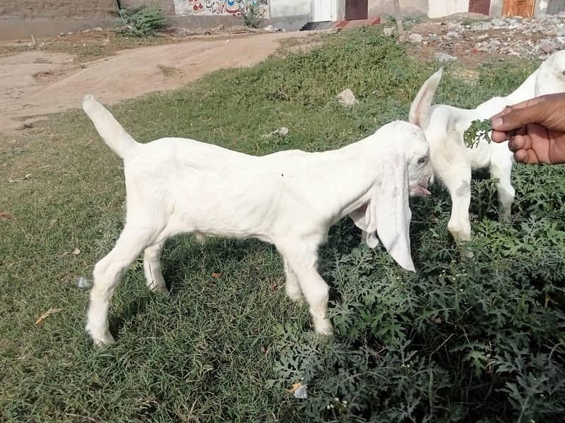 بیتل نسل 0