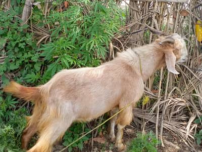 Qurbani ka bakra03369377175