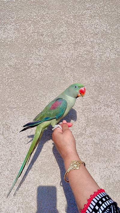 Raw Parrot