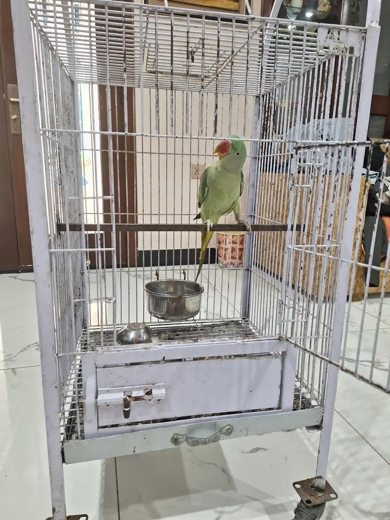 Raw Parrot — photo 2