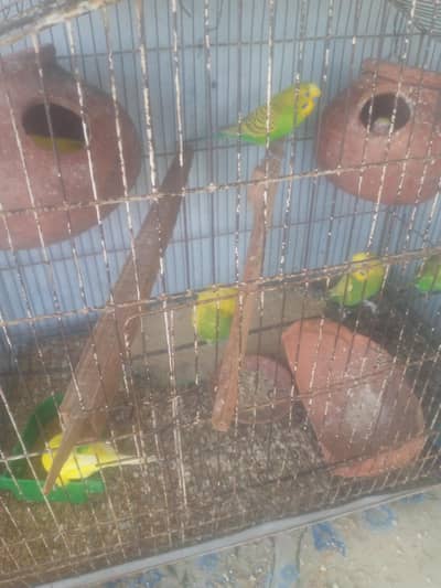 for sale