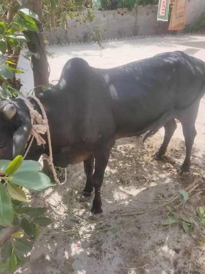 Dasi bachra