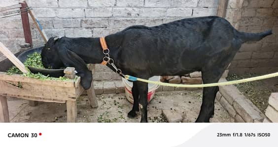 4 dant female for qurbani and shoq