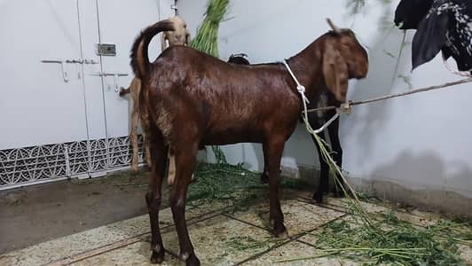 bakray (goats) for qurbani