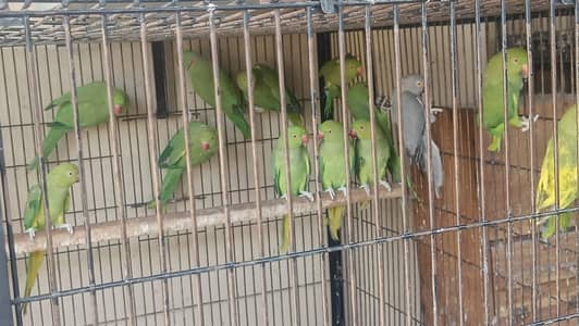 Ringnecks parrots for sale