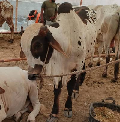 Bachra (Cow) For Sale