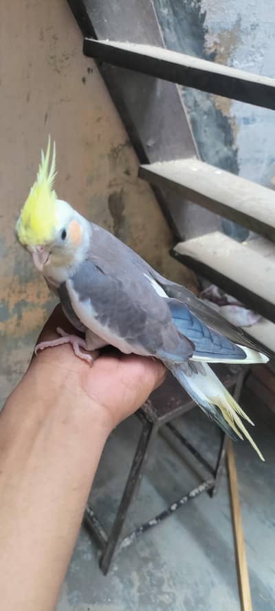 Cockatiel Parrot