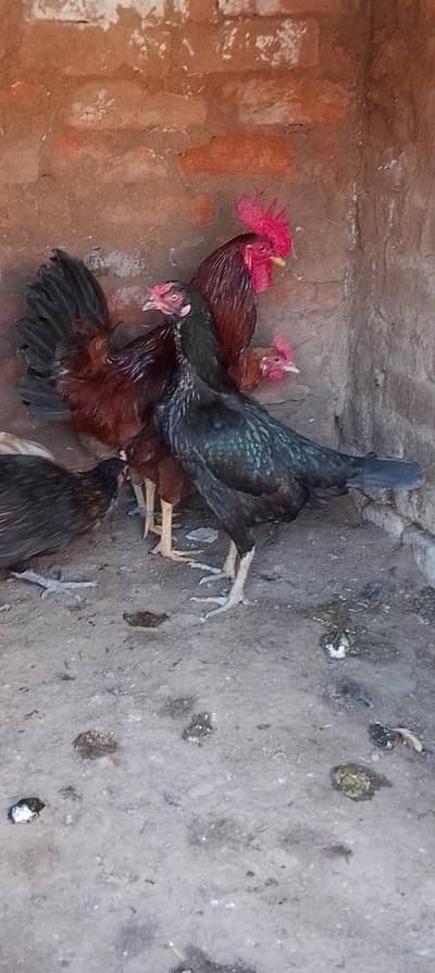 5 Hens and 1 Roaster