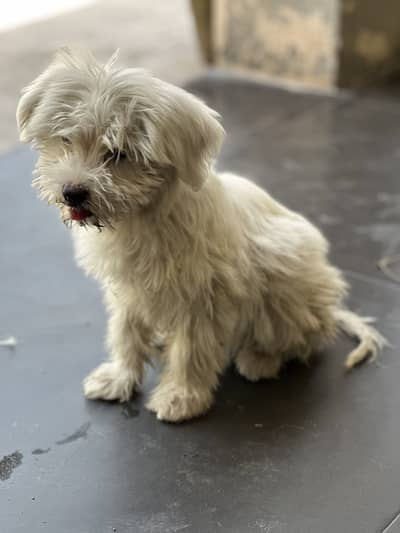 Maltese puppy 3months Vaccinated  Female