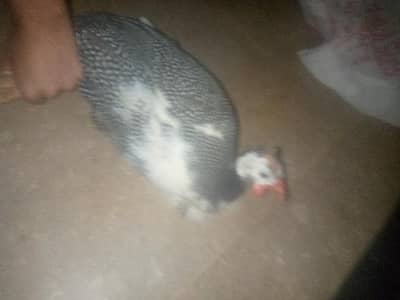 Guinea fowl male bird only