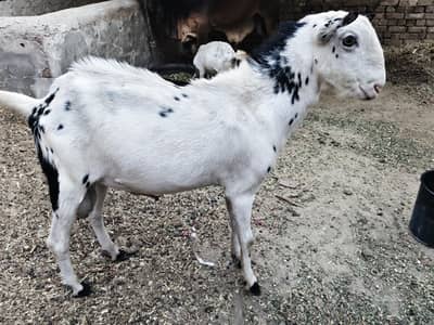 Bakra for sale