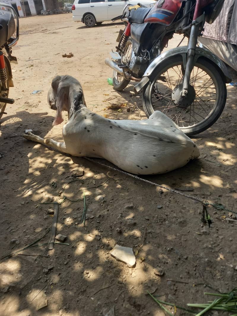 donda bakra 0