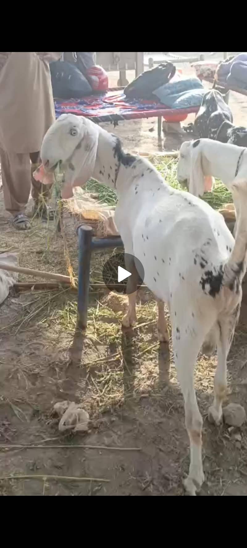 donda bakra 1