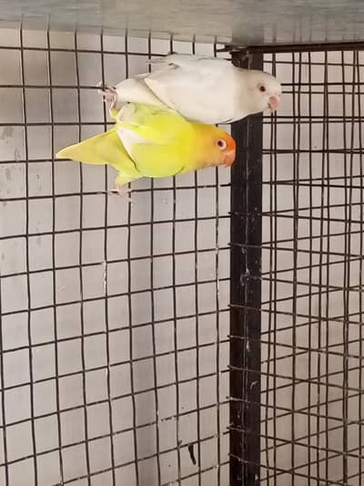 Love bird
