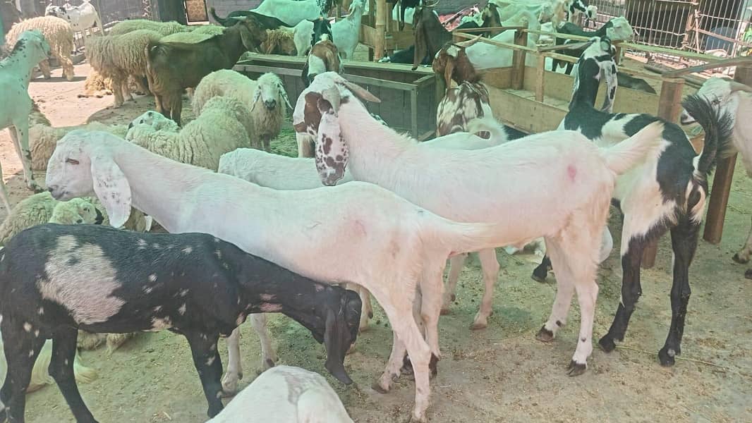 Bakray for Eid Ul Adha Available 0