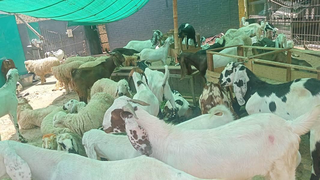 Bakray for Eid Ul Adha Available 1