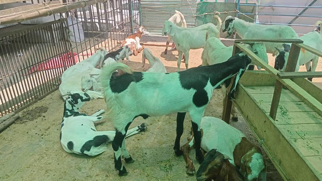 Bakray for Eid Ul Adha Available 2
