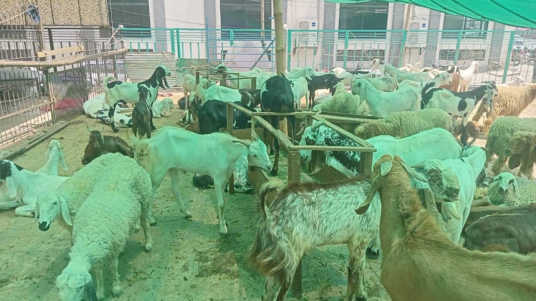 Bakray for Eid Ul Adha Available 3