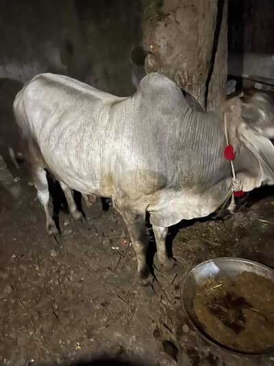 Qurbani 1 hissa available hA