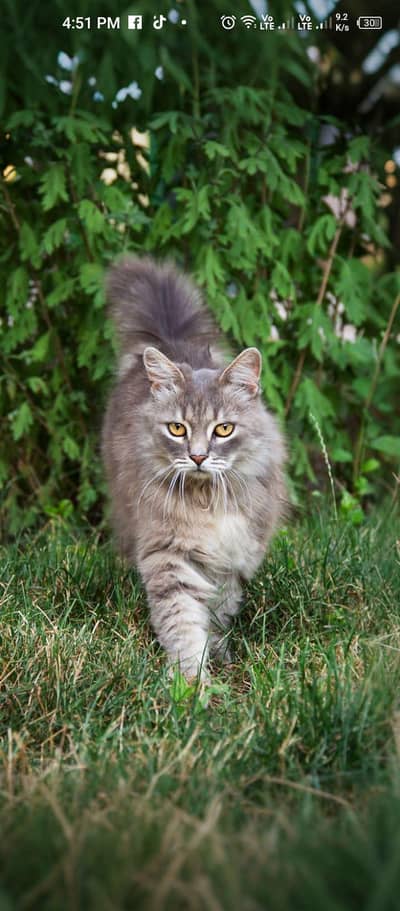 Iamsale mycat persian