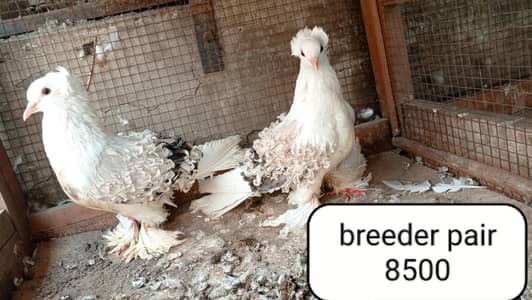 fancy pigeon | kabutar| Jacobin|  frillback saddle | amarican fantail|