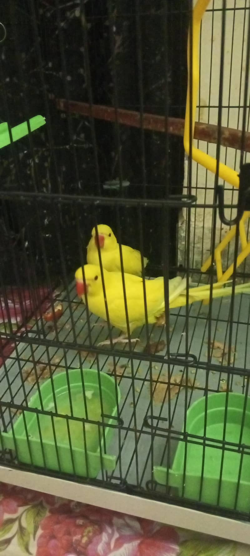 YELLOW RINGNECK 0