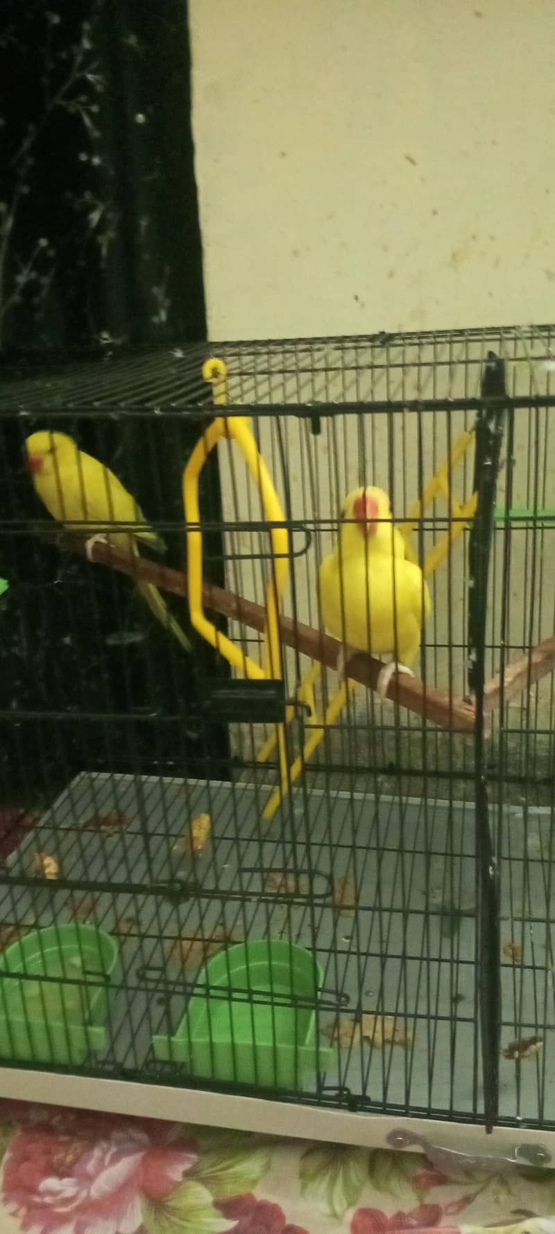 YELLOW RINGNECK 1
