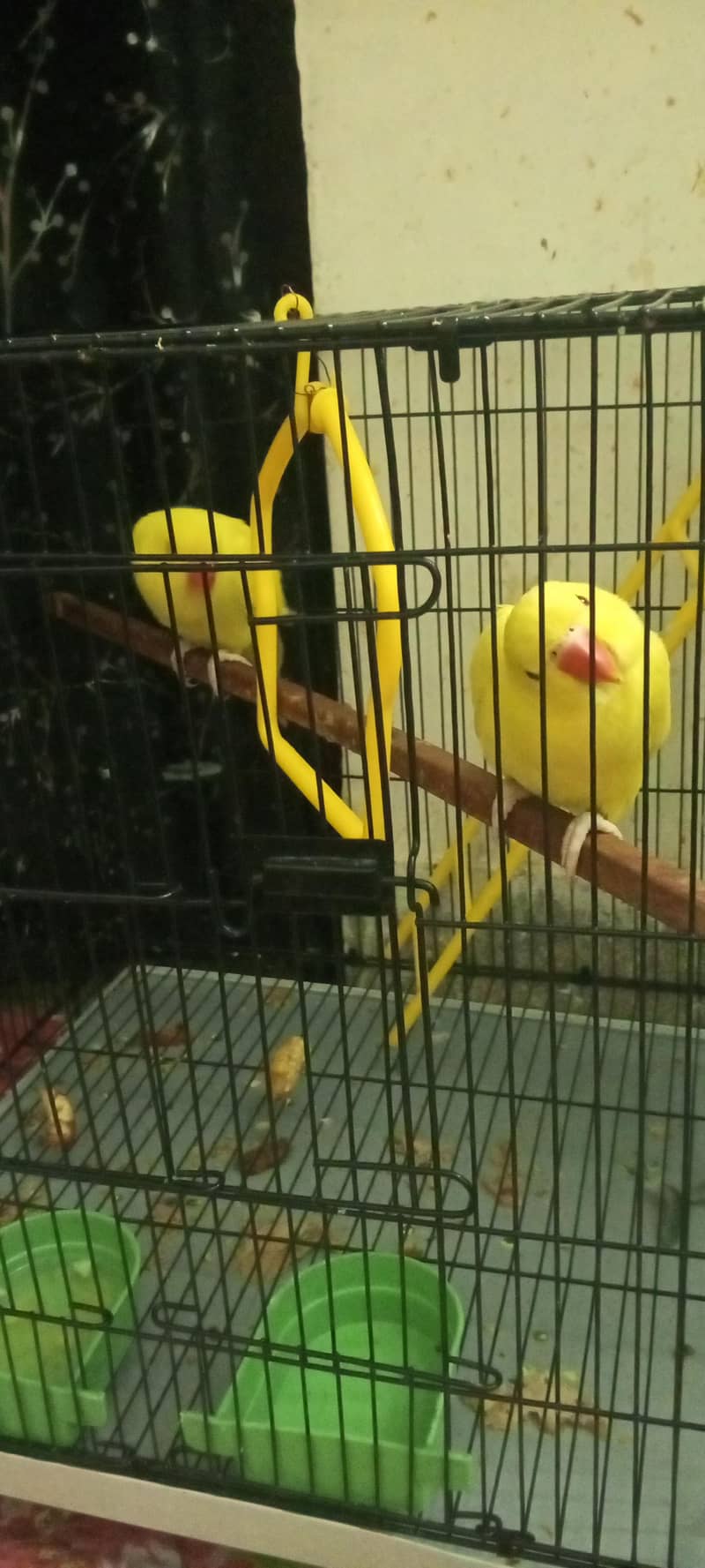 YELLOW RINGNECK 2