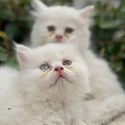 perian long coated kitten looking for a new home.  03118591648