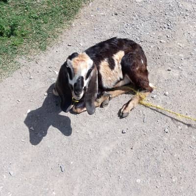 Qurbani k lia bakri for sale