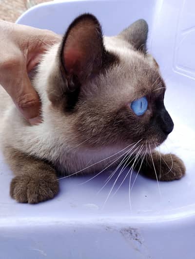 siemese kittens  pure breed taiwan