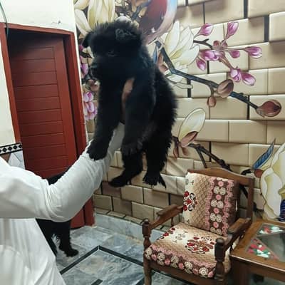 German shepherd black and Black ND ten pupies