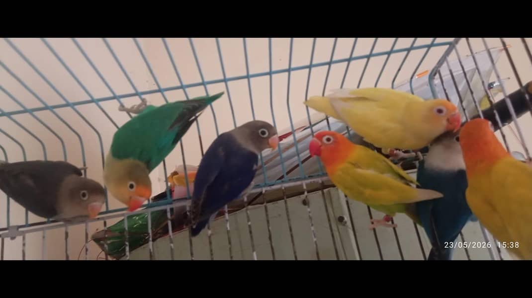 breader pairs 3