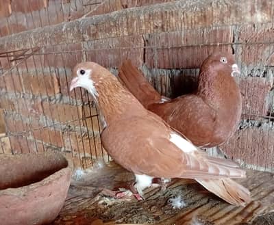pigeon pair